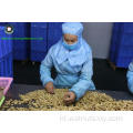 Walnut Kernels Light Quarters (LQ) van Yunnan